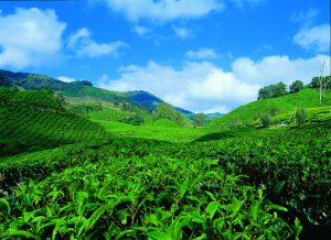 Cameron Highlands 4.2