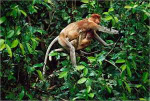 borneo6[1]