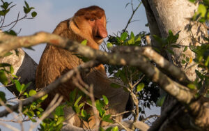 klias-river-cruise-sabah-